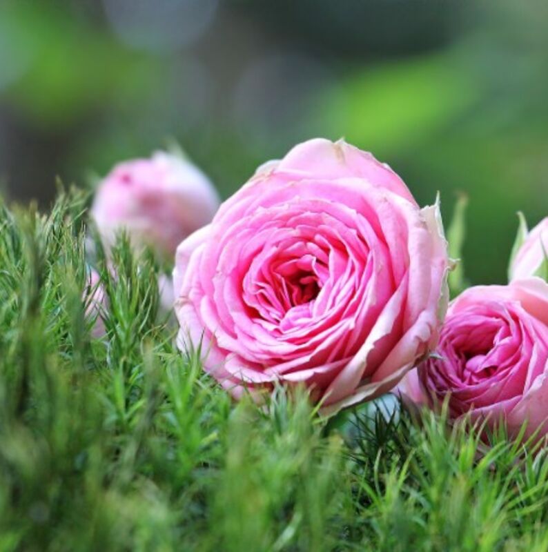 rose-1687547_1920